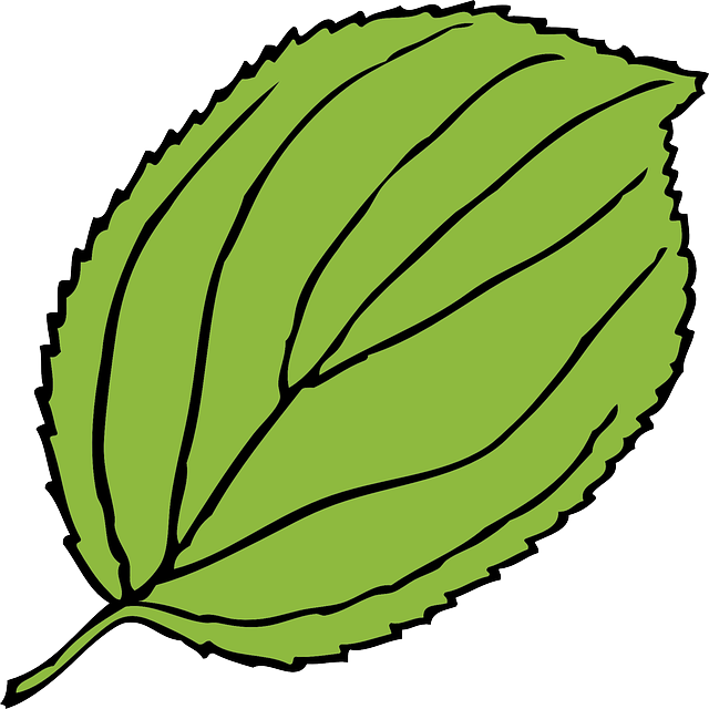 Winsome Design Jungle Leaves Clipart Nice Border Clip - Leaf Clip Art - Png Download (640x640), Png Download