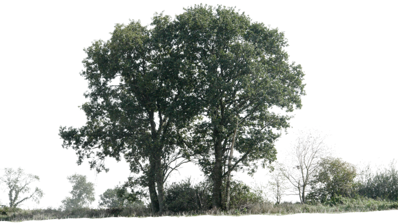 Png Tree Background - Bunch Of Trees For Photoshop Clipart (800x449), Png Download