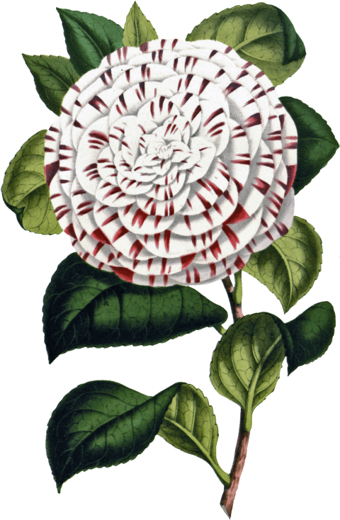 Free Png Download Flower Png Images Background Png - Aesthetic Flowers White Transparent Clipart (480x734), Png Download