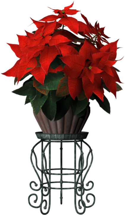Flower Stand Png - Poinsettia Clipart (894x894), Png Download