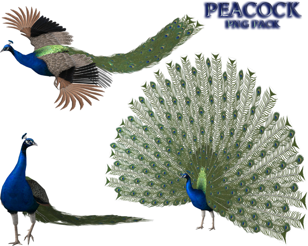 Peacock Png - Bird Mmd Model Clipart (991x805), Png Download