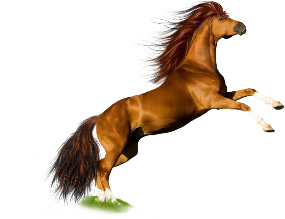 Horses Png - Horse Png Clipart (1024x746), Png Download