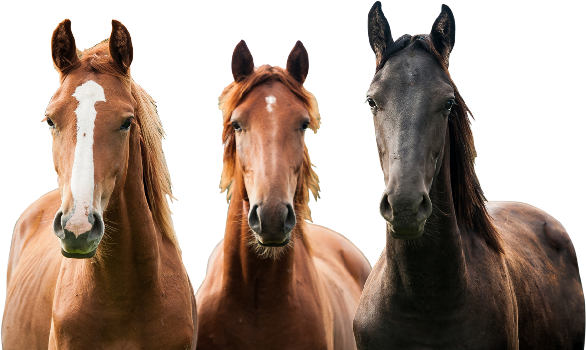 A Great Place To Learn, Live And Love Everything About - Horses Png Clipart (1200x730), Png Download