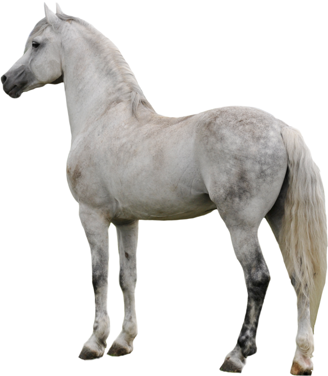 Horse Png Clipart - Gray Horse Transparent Background (900x900), Png Download