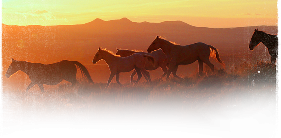 Stallion Clipart (964x476), Png Download