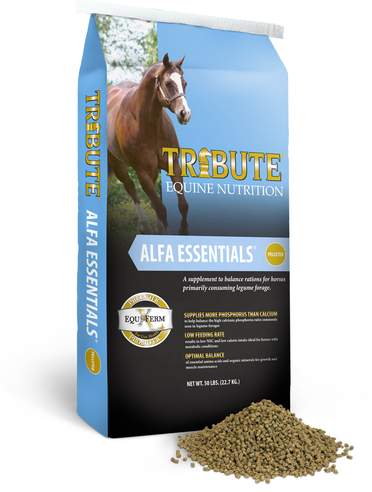 Alfa Essentials - Tribute Seniority Clipart (750x972), Png Download