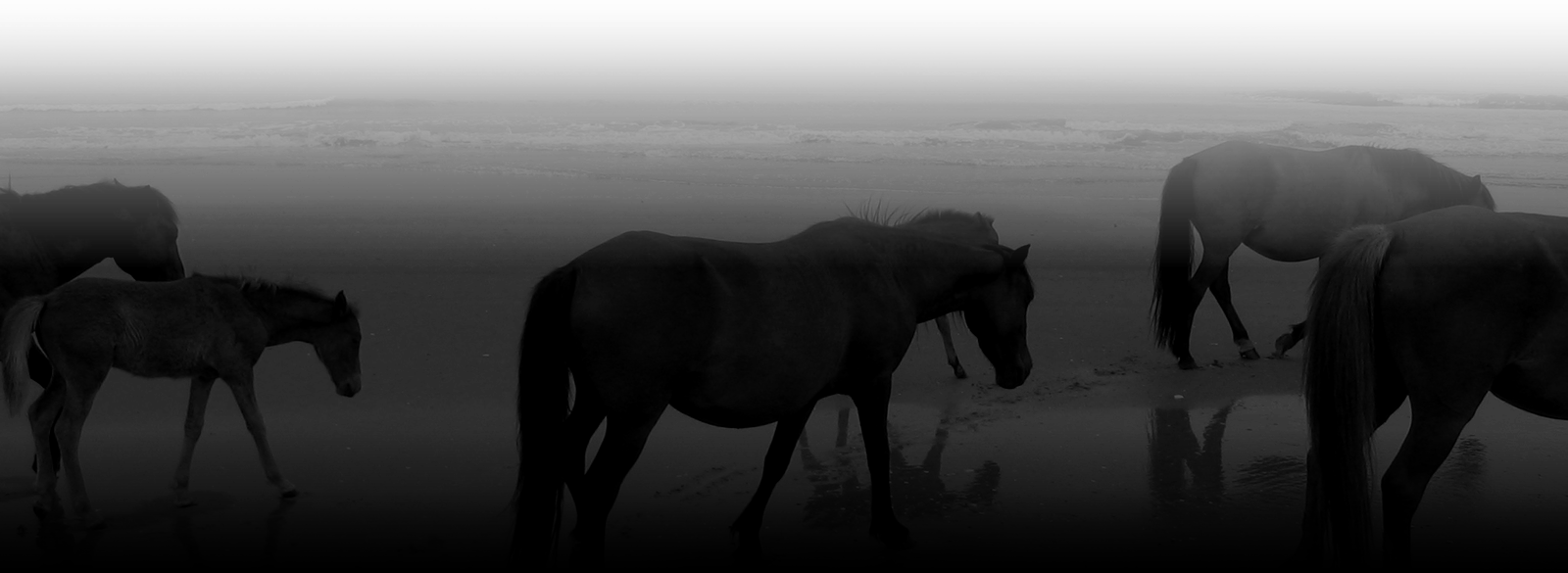 Horses - Stallion Clipart (1600x585), Png Download