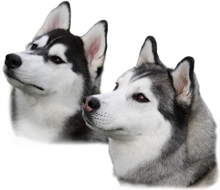 Husky Png Clipart (700x606), Png Download