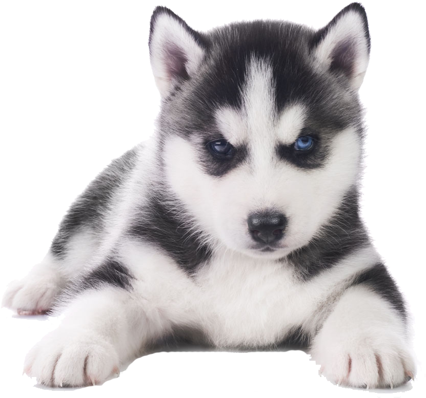 Husky Png Transparent Images - Husky Puppy White Background Clipart (1000x1000), Png Download