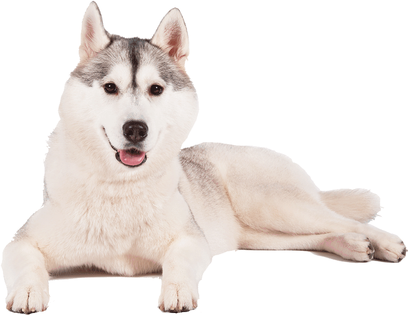 Husky Png Transparent Background - Sakhalin Husky Clipart (1170x780), Png Download