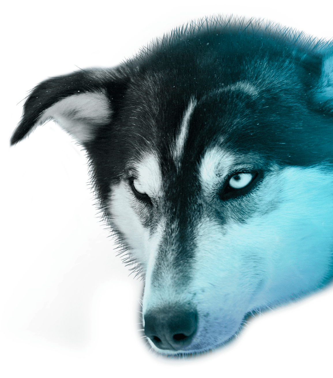Polar Lights Tours - Miniature Siberian Husky Clipart (1225x1328), Png Download