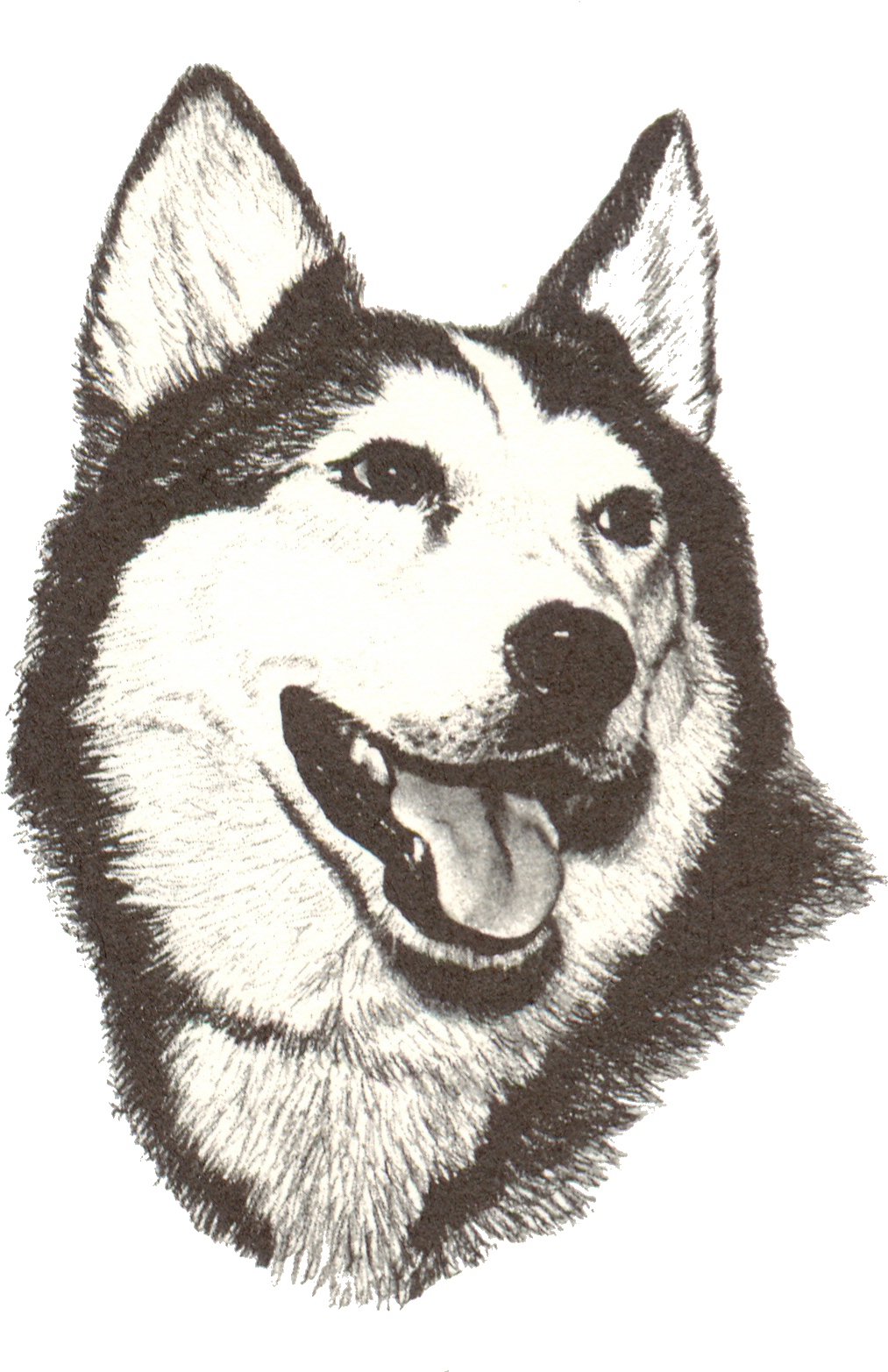 New Holstein Husky Clipart (1138x1600), Png Download