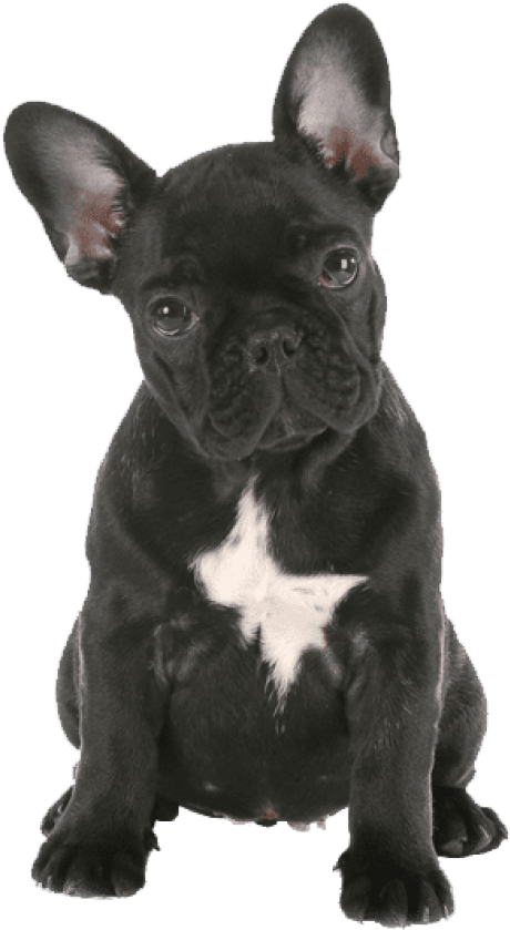 Free Png French Bulldog Png Png Images Transparent - French Bulldog Puppy Png Clipart (480x864), Png Download