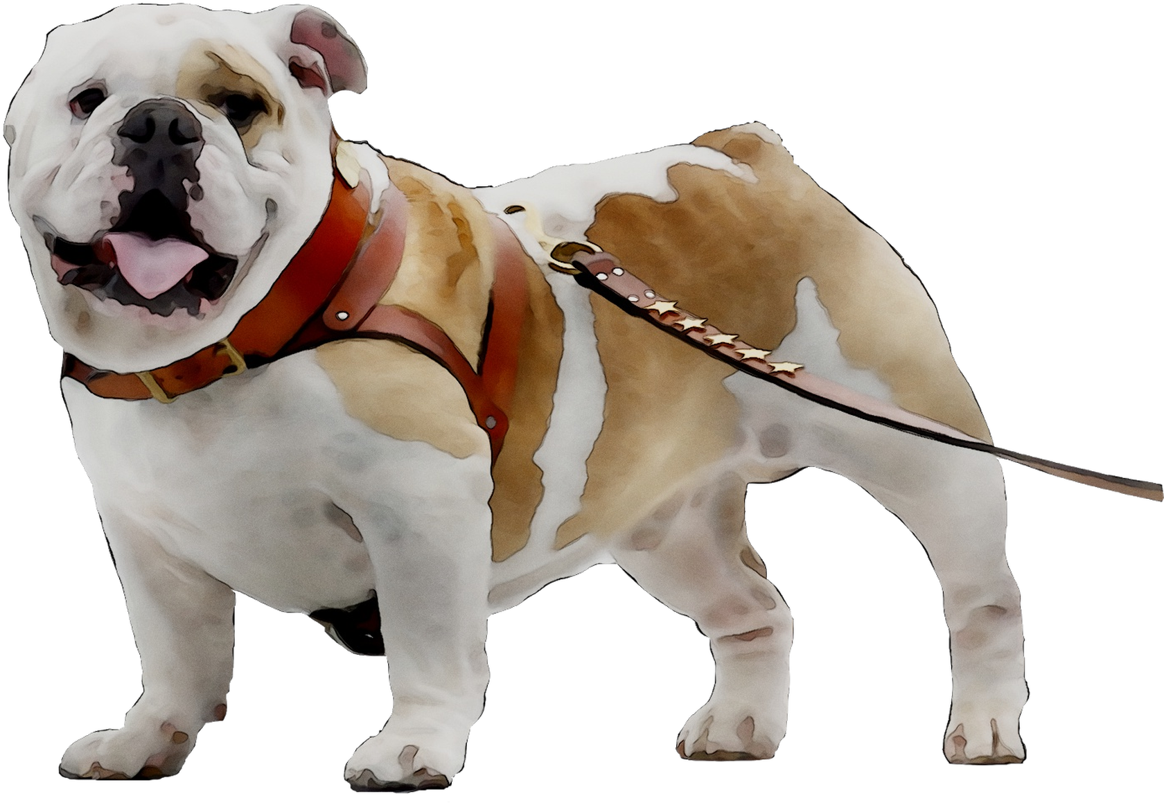 Toy Bulldog Breed Dog Companion Bulldogge Olde Clipart - Olde English Bulldogge - Png Download (1935x1548), Png Download
