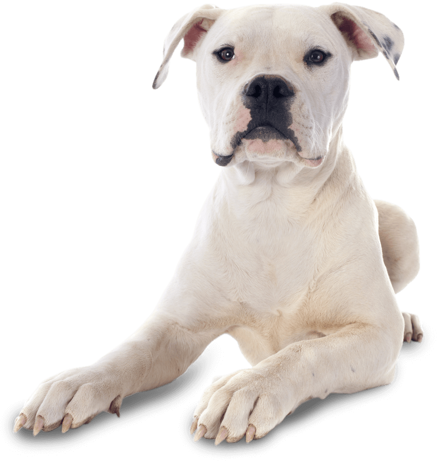 American Bulldog Puppies Png , Png Download - American Bulldog Puppies Png Clipart (863x910), Png Download