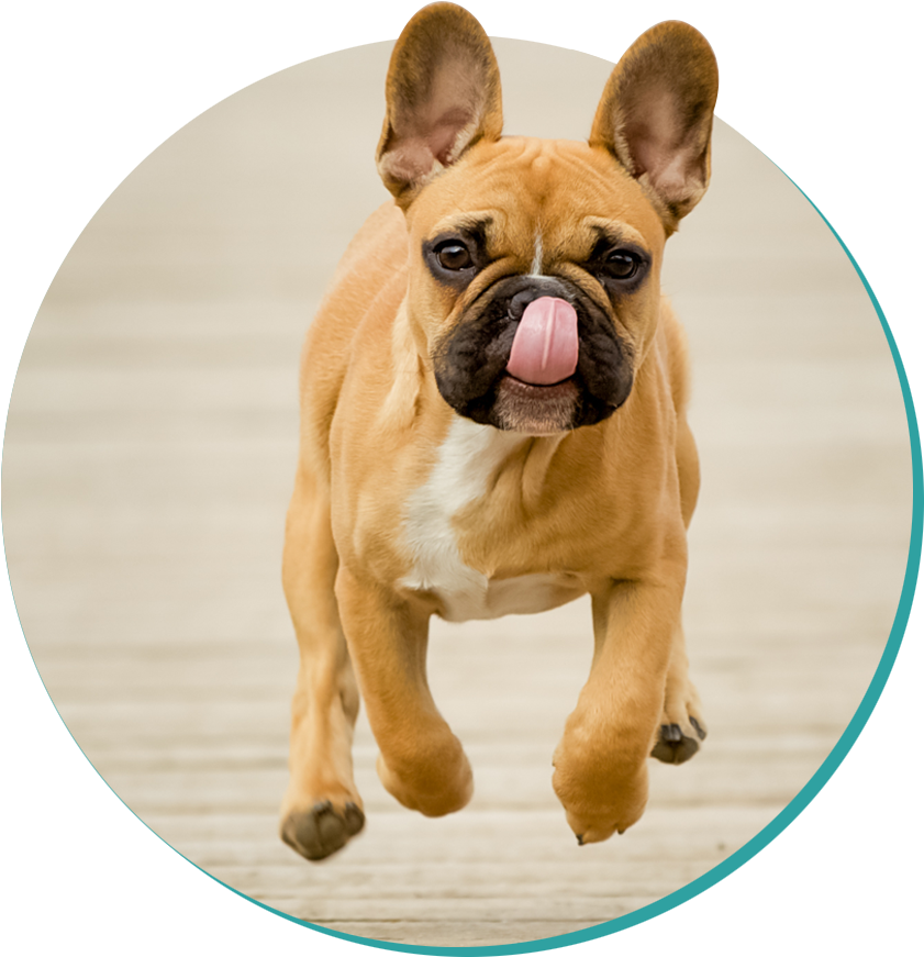 French Bulldog , Png Download Clipart (841x871), Png Download