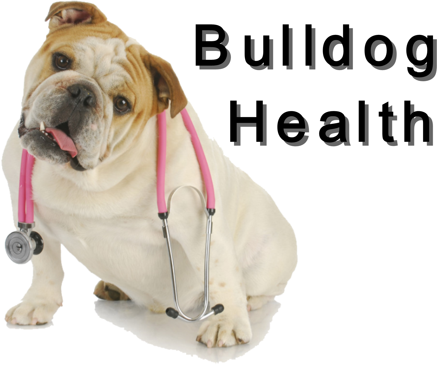 Bulldog Club Of America National Specialty Show Photos - Dog Clipart (1800x1289), Png Download