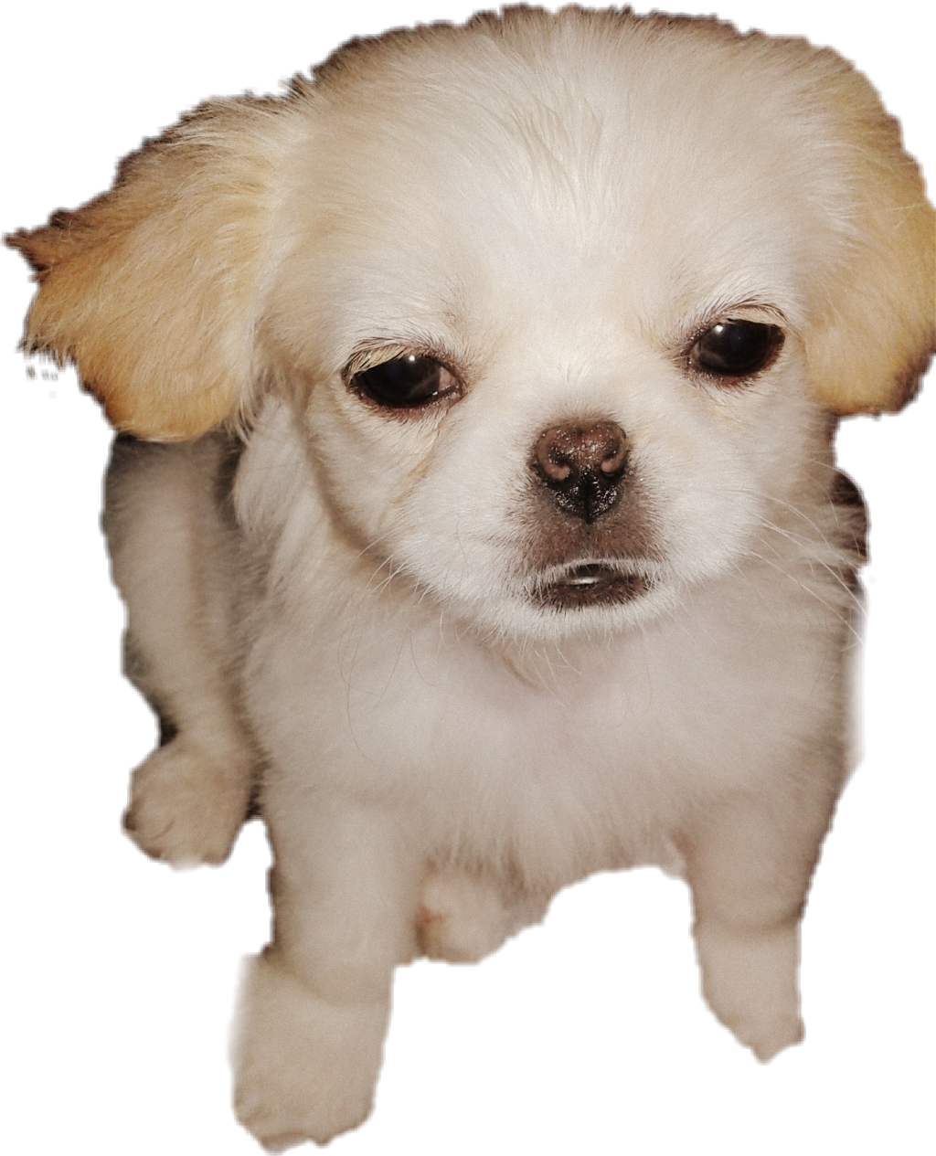 Cute Puppy Love - Companion Dog Clipart (1024x1265), Png Download