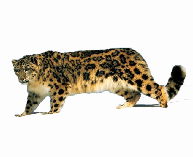 Walking Leopard Png High-quality Image - Барс Пнг Clipart (650x529), Png Download