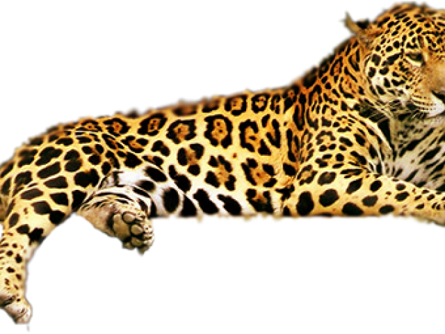 Leopard Clipart Transparent Background - Jaguar Animal - Png Download (640x480), Png Download