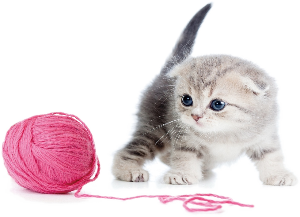 Kitten And Yarn - Yarn Cat Png Clipart (979x710), Png Download