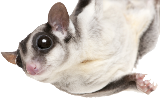 Sugar Glider Png - Sugar Glider No Background Clipart (950x743), Png Download