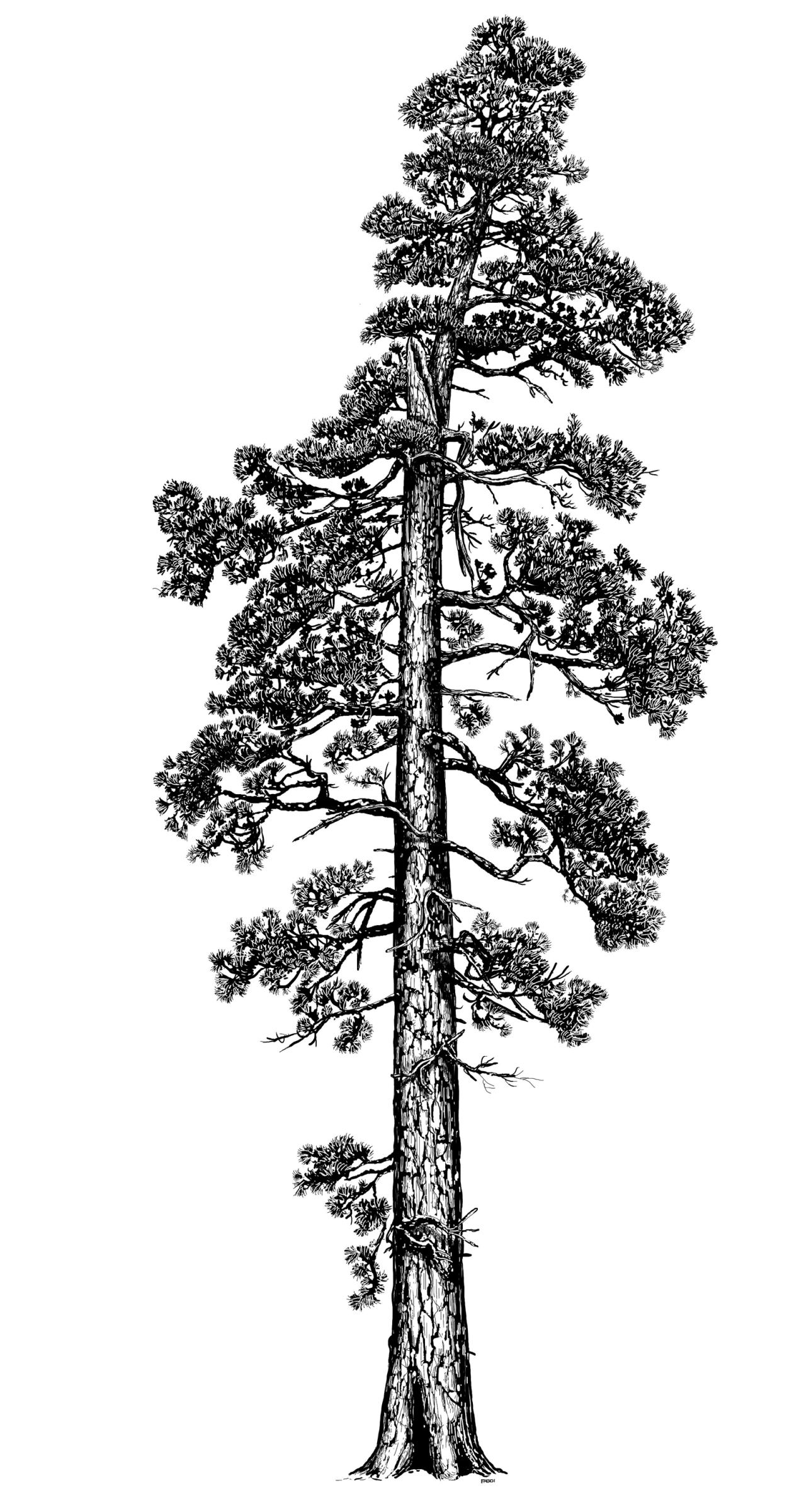 Pine Tree Clipart Red Wood Tree - Coastal Redwood Tree Illustration - Png Download (1600x2400), Png Download