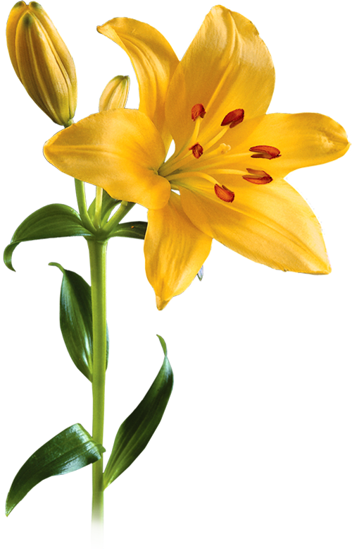 Lily Png Picture - Yellow Lily Png Clipart (500x778), Png Download