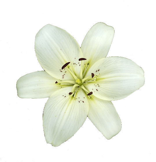 White Lily Flower - White Lily Flower Png Clipart (557x560), Png Download