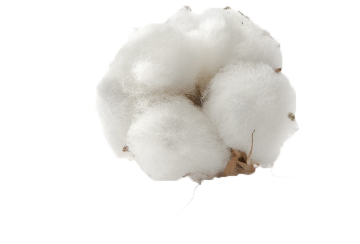Cotton Boll Png Transparent Clipart (741x502), Png Download