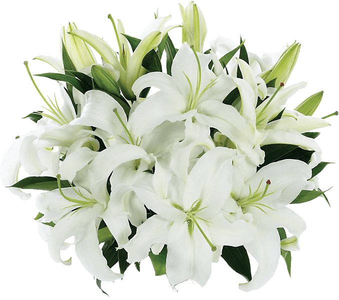 Tight Bouquet Of Lilies - Bf178 11km Clipart (677x600), Png Download