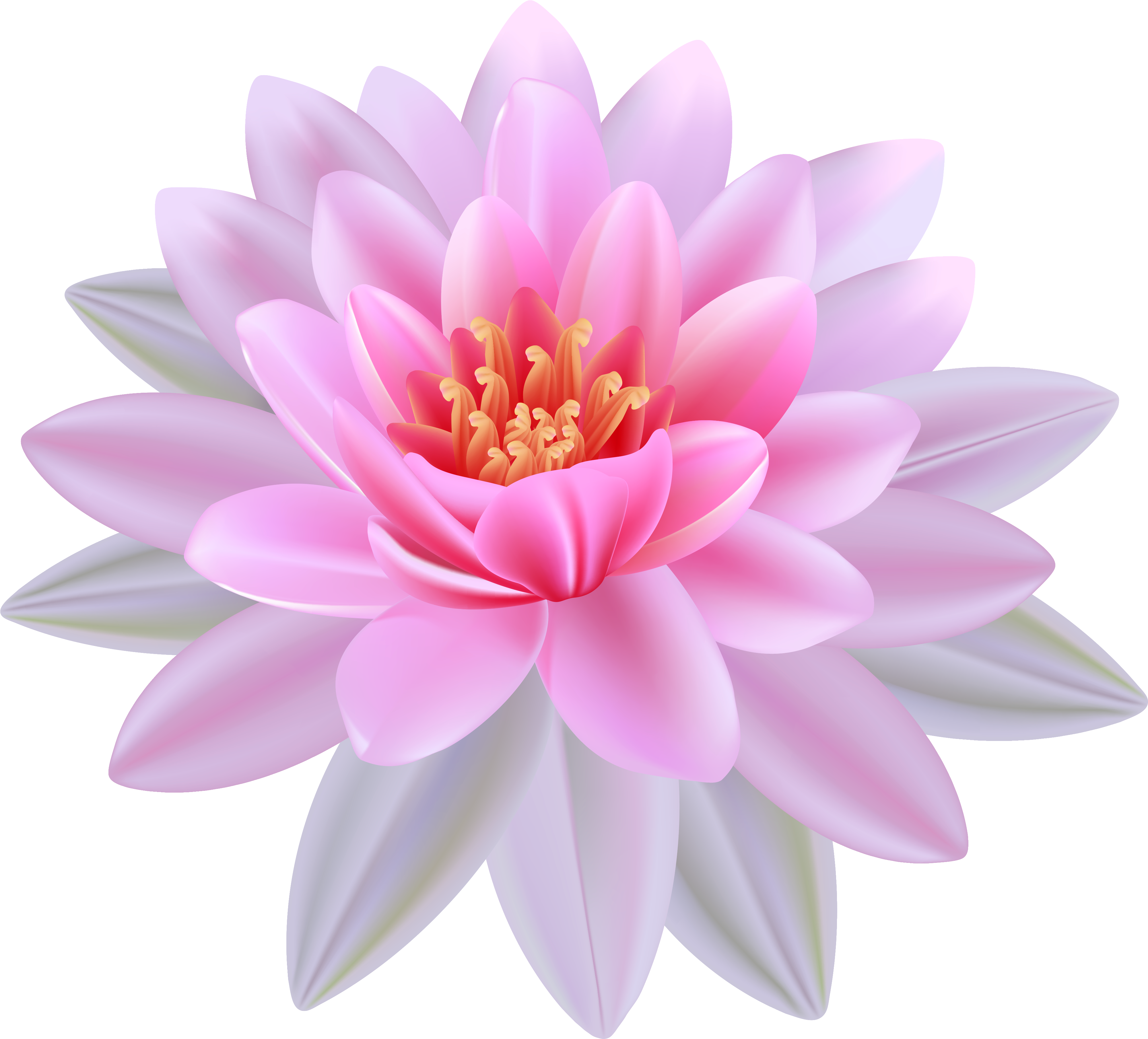 Pink Water Lily Png Clipart Image - Water Lily Flower Clipart Transparent Png (4078x3691), Png Download