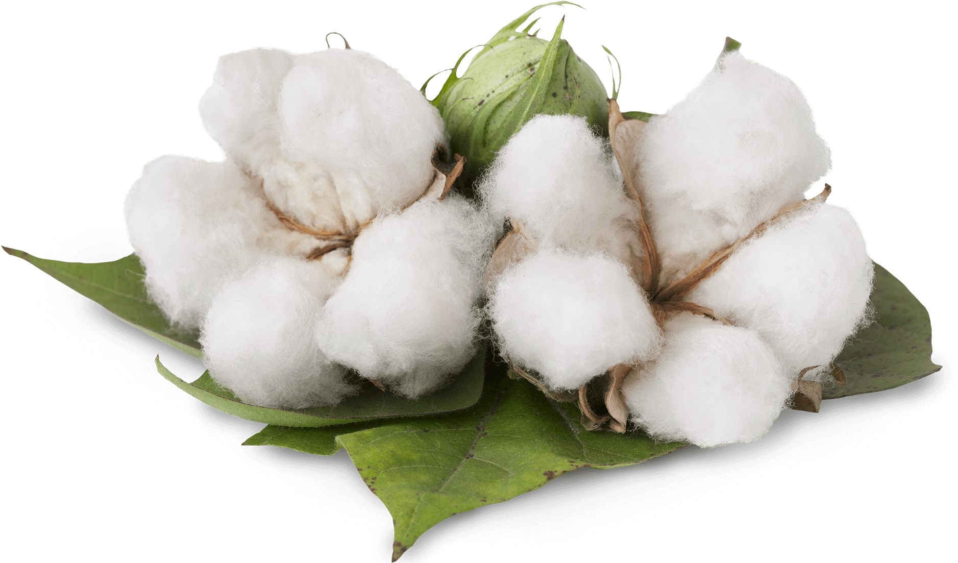 Cotton Cotton - Organic Cotton Clipart (2000x1102), Png Download