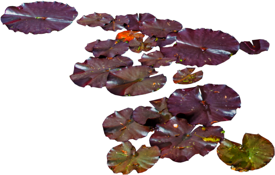 Water Lily Png - Water Lilies Png Transparent Clipart (1024x661), Png Download