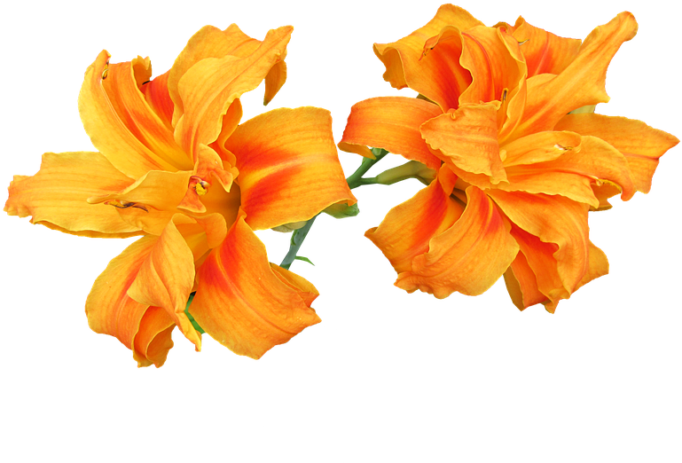 Orange Lily Png - Orange Lily Clipart (960x540), Png Download