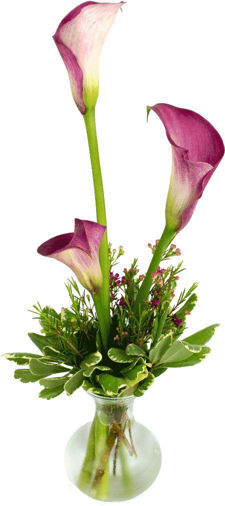 Calla Lily Png - Giant White Arum Lily Clipart (1024x1024), Png Download