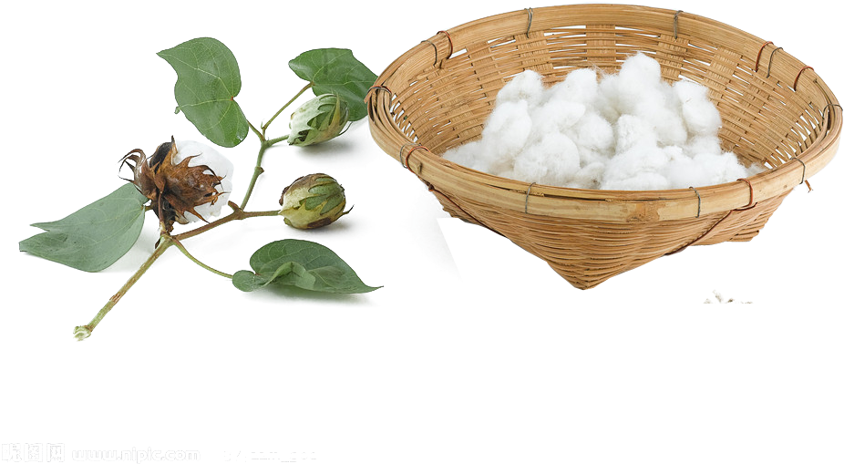 Cotton Png Pic - Cotton Clipart (1024x657), Png Download