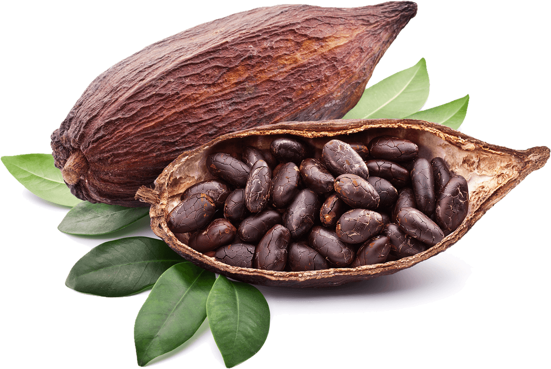 Cocoa Bean Png - Какао Бобы Как Растут Clipart (1104x739), Png Download