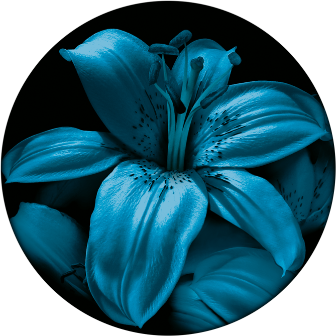 Blue Lily - Lily Clipart (800x800), Png Download