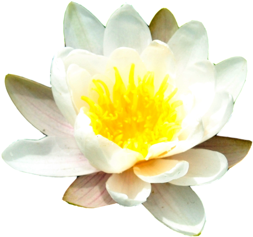 1024 X 977 1 - Water Lily No Background Clipart (1024x977), Png Download