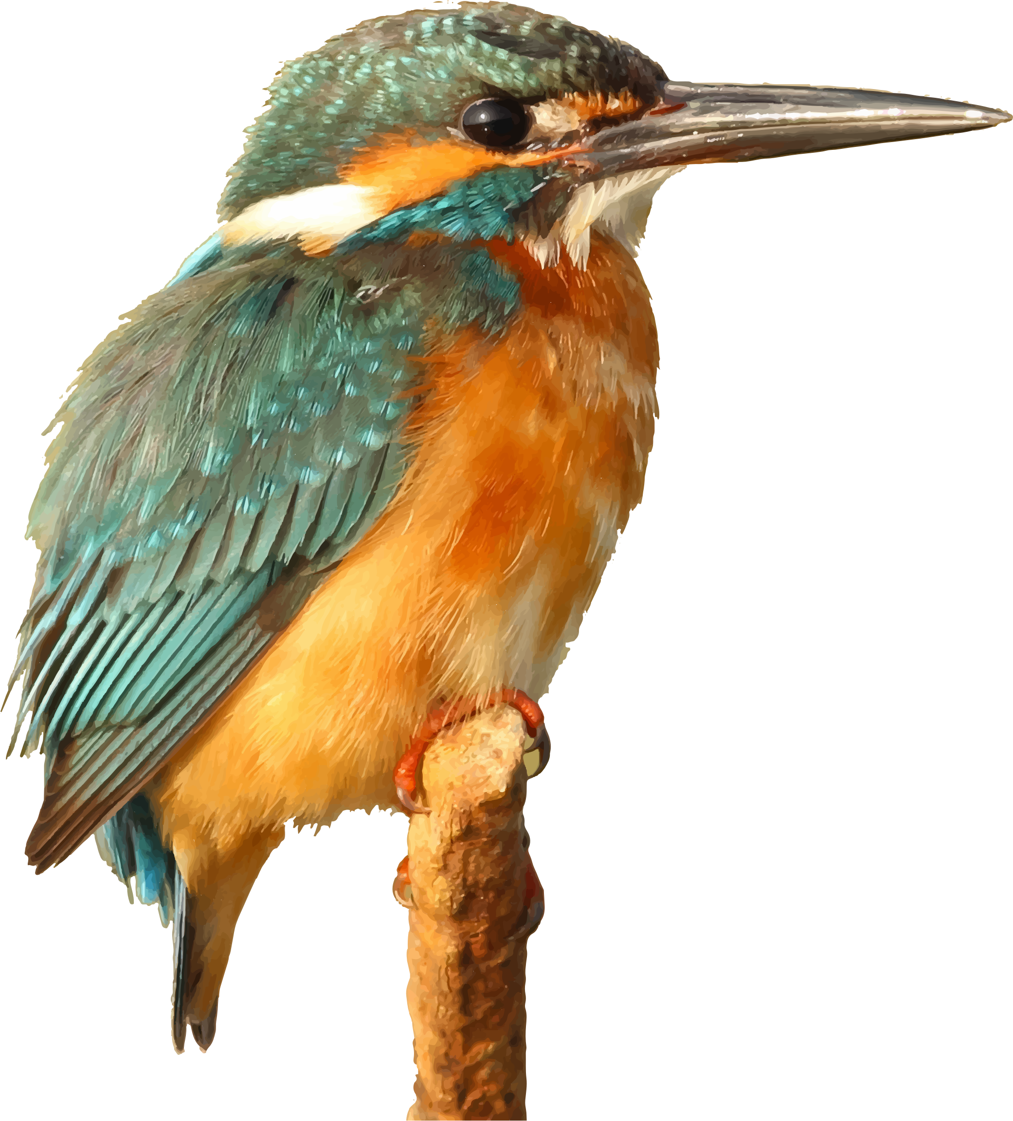Big Image - Kingfisher Clipart - Png Download (2082x2304), Png Download