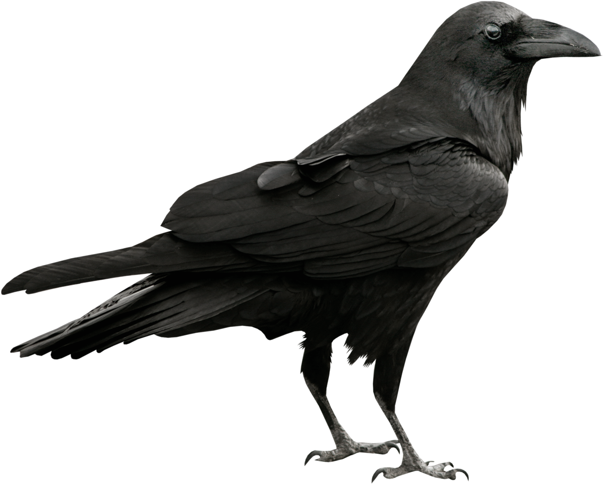 Raven Png Clipart (1273x1023), Png Download