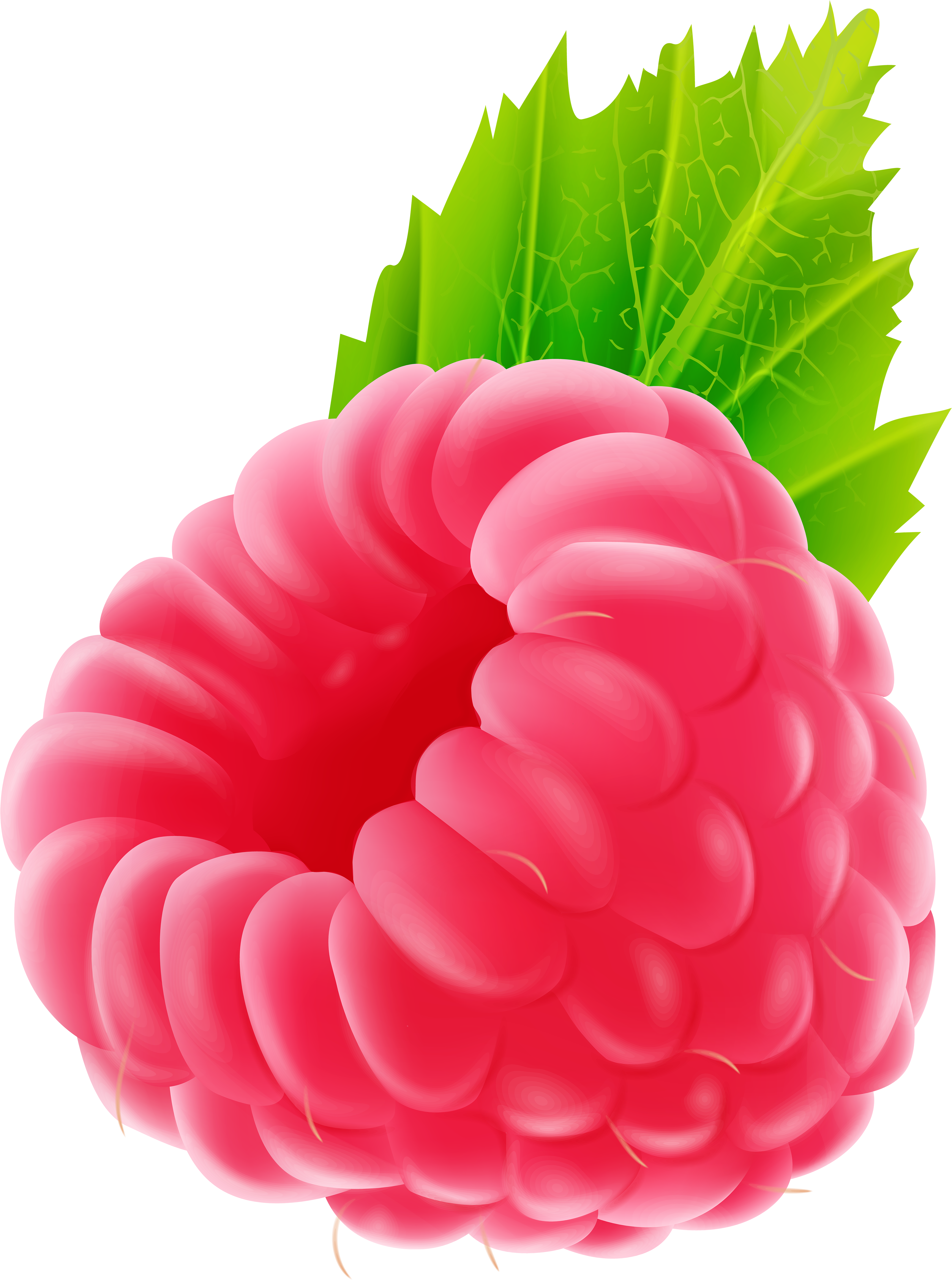 Raspberry Png Clip Art Image - Clip Art Transparent Png (4523x6000), Png Download