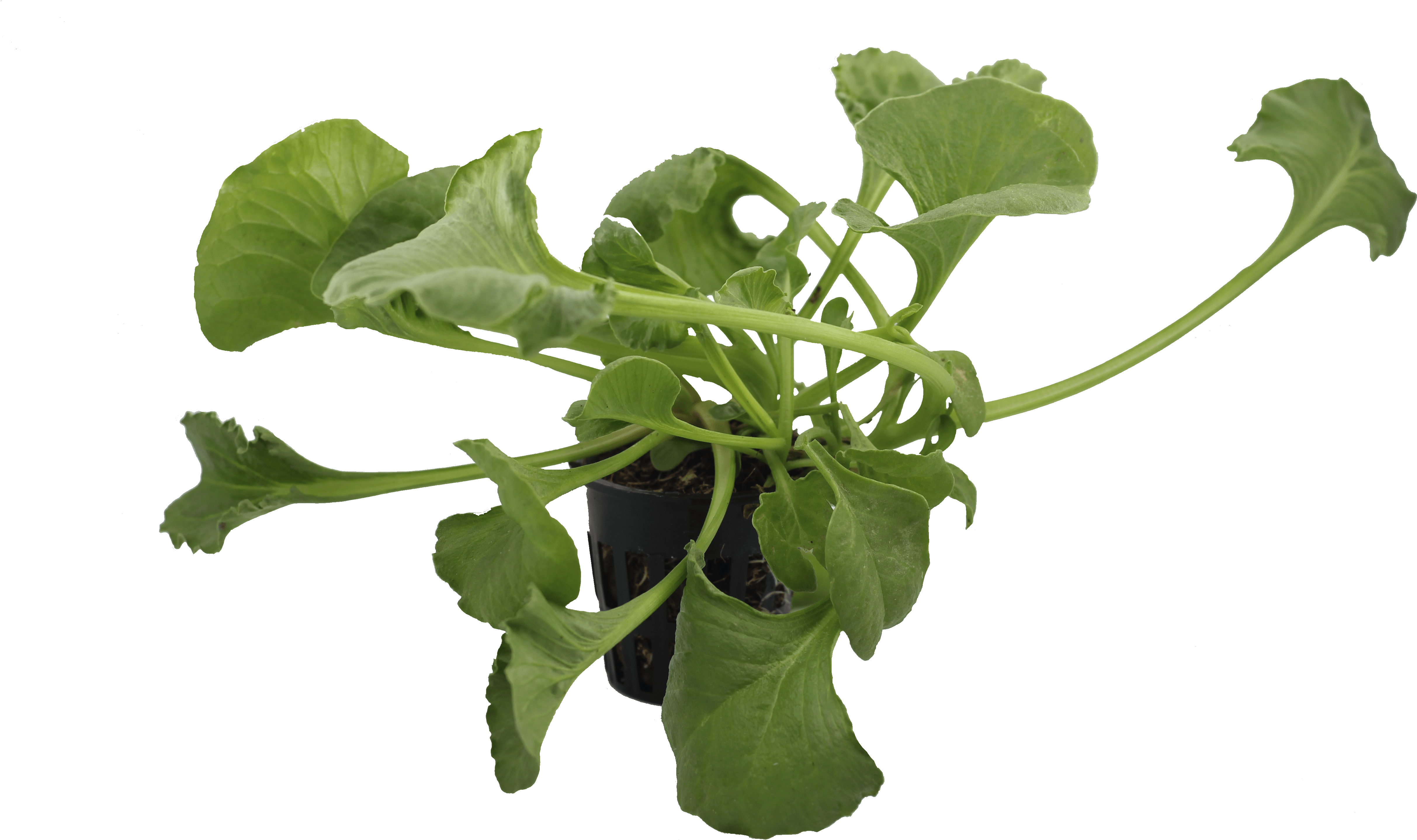 Png Spinach - Arugula Clipart (5184x3456), Png Download