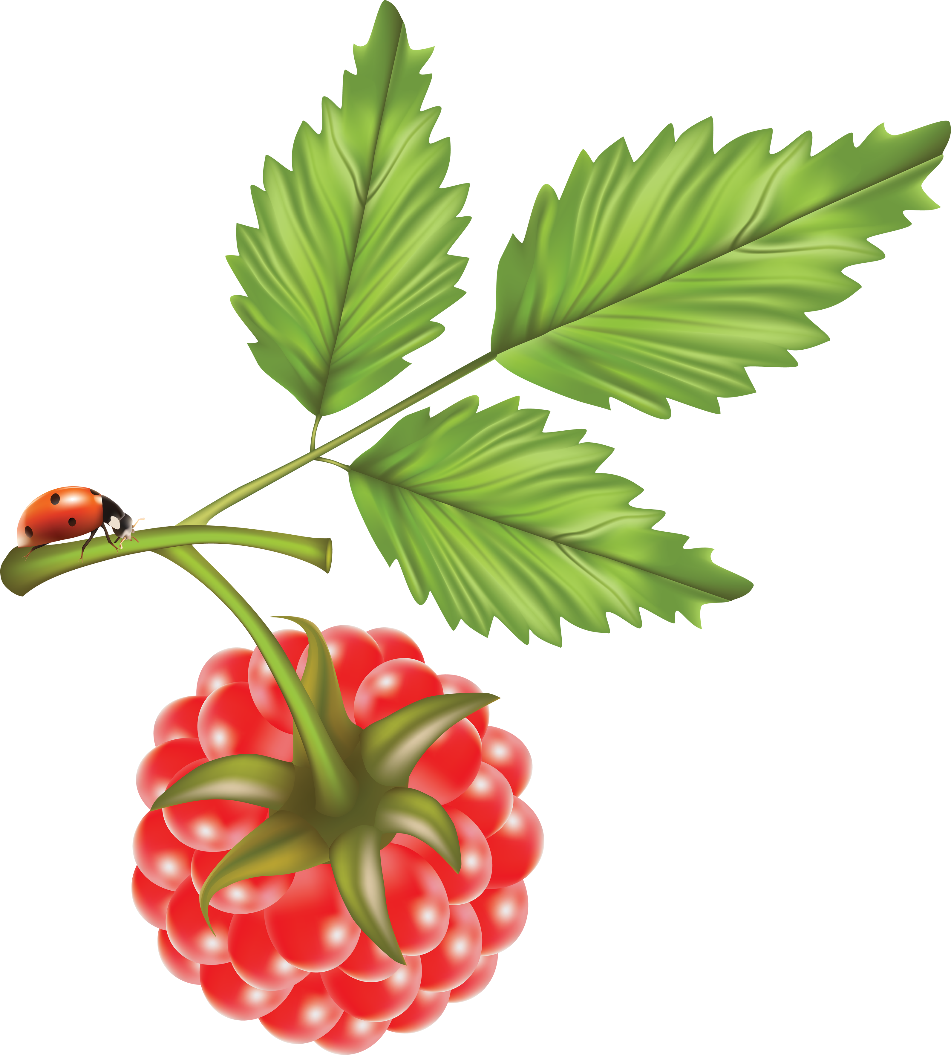 Png Photo, Raspberry, Free Pictures, Fruit, Raspberries - Raspberry Vector Clipart (3183x3530), Png Download