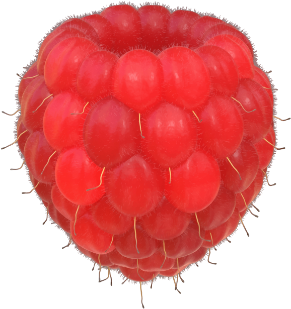 Raspberries - Wine Raspberry Clipart (866x650), Png Download