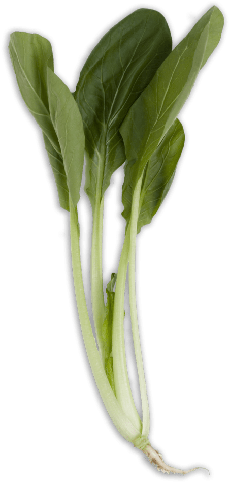 Download Bok Choy Png Images Background - Long Bok Choy Clipart (480x970), Png Download