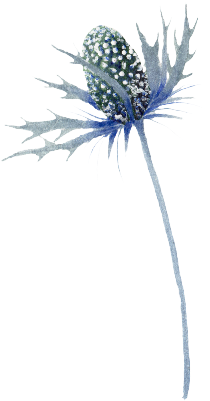 Alpine Sea Holly Clipart (1000x1962), Png Download