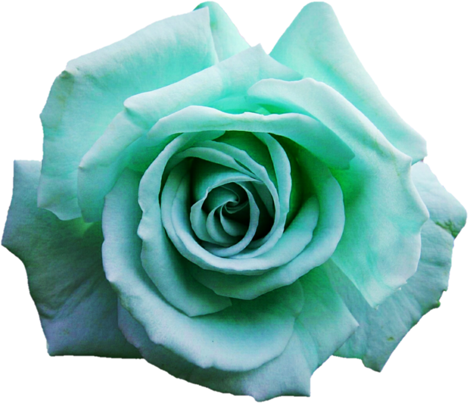 960 X 831 6 - Turquoise Rose Png Clipart (960x831), Png Download