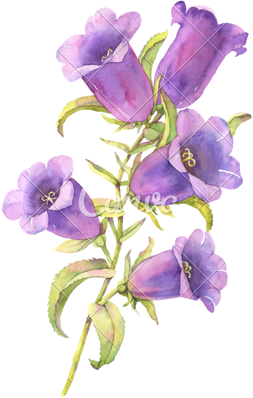 Watercolor Bluebell Flower Illustration - Blue Bell Flower Clipart (548x800), Png Download
